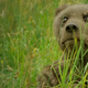Robot bear and robot eagle join robot gorilla to kick off a brand new robot ecosystem